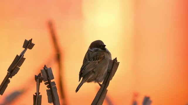 Close up of a Eurasian tree sparrow perched on a wooden twig against a vibrant warm orange sunset background