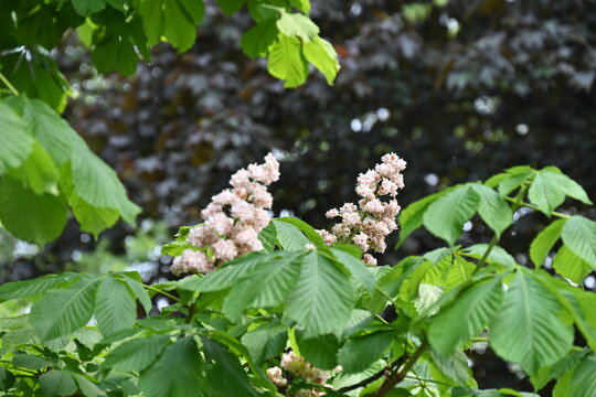 white flower of a chestnut during flowering