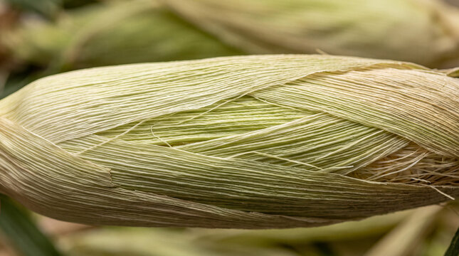 Fresh raw corn cob in husk with close up macro texture view