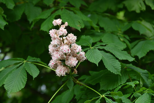 white flower of a chestnut during flowering