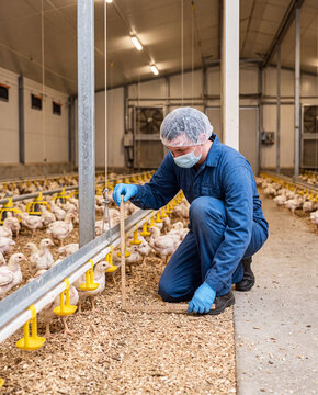 Poultry worker measures bedding depth beside young chickens