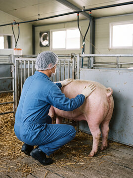 Farm worker inspects a pig inside a livestock pen