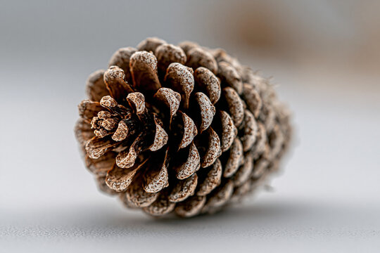 Single brown pine cone resting on neutral gray surface with conifer cone