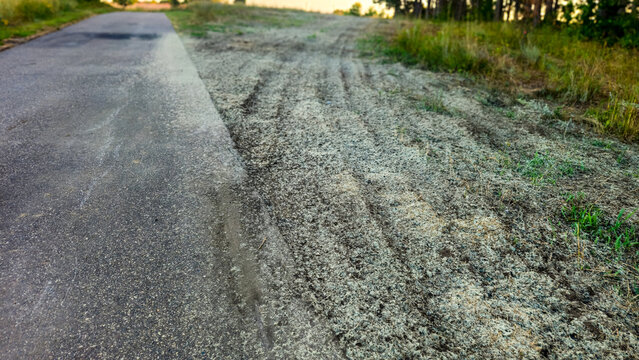 trail bordered by an extensive layer of light-green hydroseeding slurry. reclamation, site stabilization, and environmental restoration background.