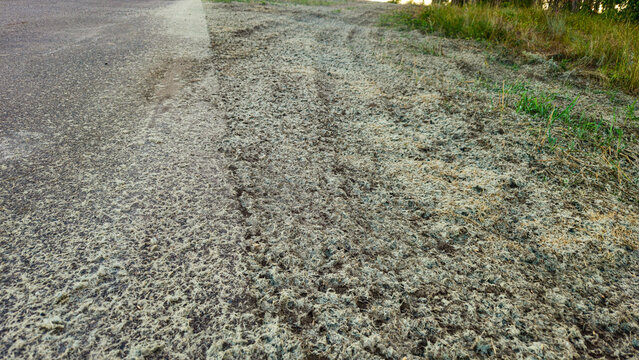 Hydroseed along the berm of asphalt road or trail. Hydromulch. Reclamation, site stabilization, and environmental restoration background.