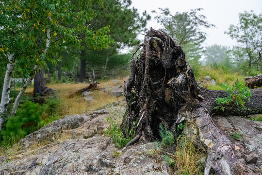 the large, exposed root system of an uprooted tree resting on a rocky forest slope