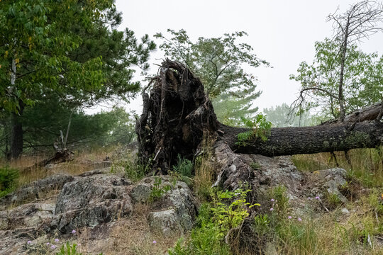 a large fallen tree with its root system fully exposed and upturned resting on a rocky outcrop. environment background. 