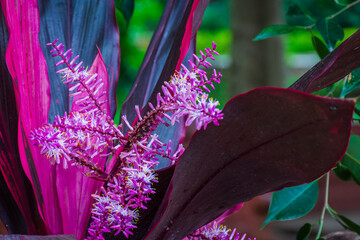 Radiant Tropical Leaves with Pink Blossoms © SULTAN