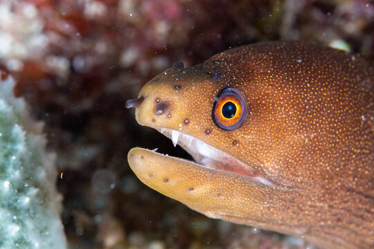 Goldentail moray eel head emerging from a rocky reef crevice in Key Largo