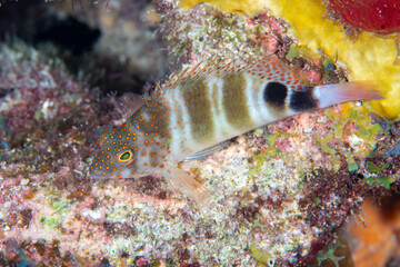 Redspotted hawkfish perched on a textured reef substrate in Key Largo © Sergio Llaguno