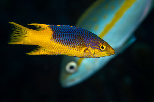 Spanish hogfish swimming past a blurred yellowtail snapper in Key Largo