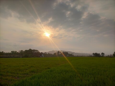sunset over the field