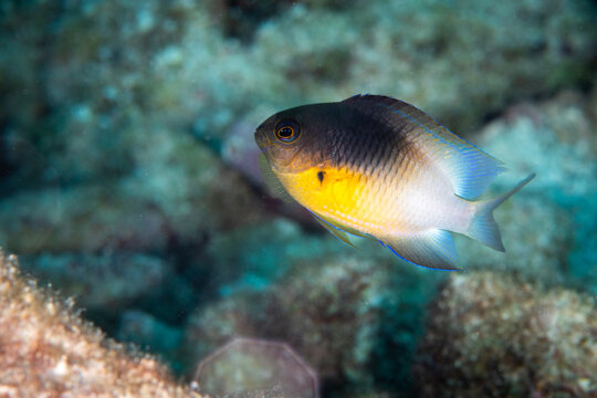 Bicolor damselfish swimming on a shallow coral reef habitat inside a Florida Keys sanctuary