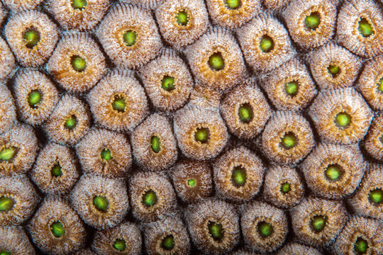 Macro view of individual polyps on a star coral