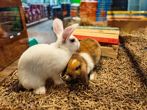  Two pet rabbits in indoor enclosure with hay bedding
