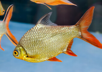  Close-up of colorful ornamental fish swimming in aquarium © Atlas-Visuals