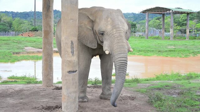 African elephant standing in a zoo enclosure or wildlife conservation sanctuary, flapping its ears and walking near a muddy puddle in its natural habitat with green grass