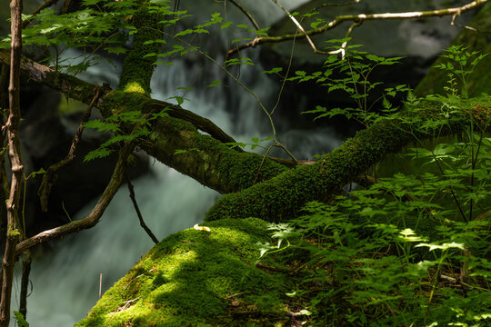 迸る渓流を背景に木漏れ日差す苔むした岩と倒木