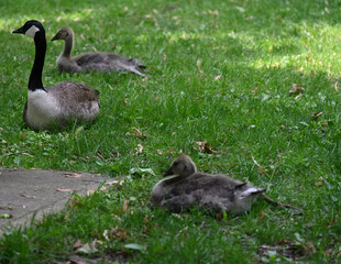 an iron bench in the park and geese, © Галина Миронюк