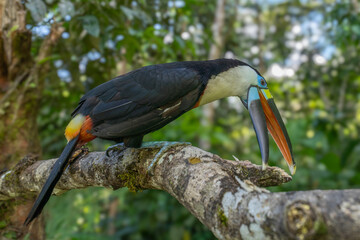Fototapeta premium White-throated Toucan (Ramphastos tucanus) Perched on a Tree: A Near-passerine Bird in Ramphastidae Family