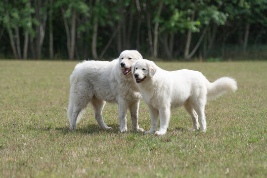 A large fluffy white maremma sheepdog running across a green grassy field with sheepdog, movement