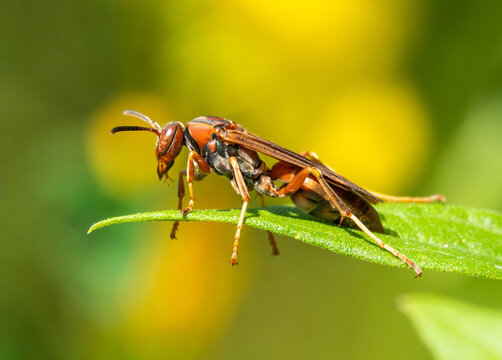 Closeup Profile of a Red Paper Wasp Perched on a Leaf