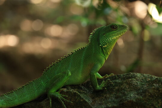 A vibrant green Chinese water dragon (Physignathus cocincinus) resting on a dark wet rock in a tropical forest ecosystem, wild exotic reptile wildlife in its natural habitat
Khao Yai National Park 