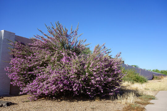 Texas sage shrub with purple blossoms growing in a gravel yard against a block wall under blue morning sky, Phoenix, AZ