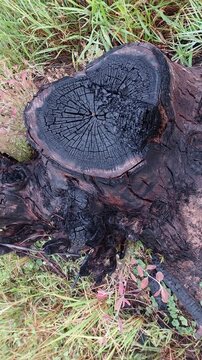 Overhead view of a black charred tree stump destroyed by fire