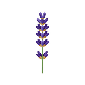 A single sprig of purple lavender flower isolated on a white background.