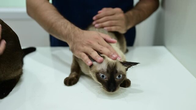 Veterinary while stroking a Siamese cat for reduce stress levels and lower cortisol production in the body. Voluntary contact increases oxytocin for the cat too, helping them feel safe.