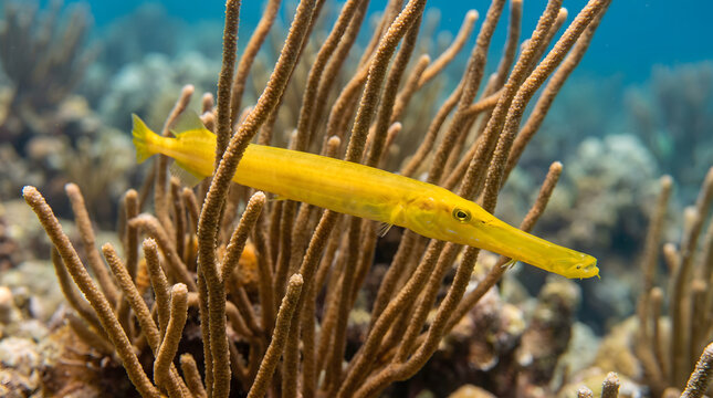 Slender yellow trumpetfish swimming horizontally past sea whips