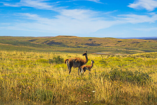 Wild guanaco and its young standing in golden Patagonian grassland, Torres del Paine