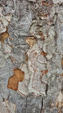 tree bark texture