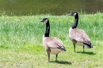 Pair of Canadian Geese Standing Beside a Pond in Massachusetts © charlie