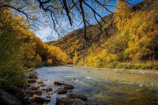 Clear river winding through a valley of golden autumn trees under deep blue sky, New Zealand