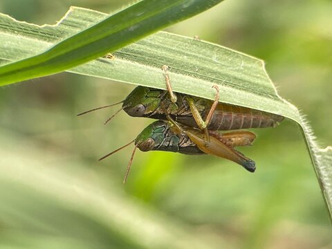 grasshopper on a leaf
