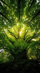 Obraz premium Looking up at a massive tree canopy from the forest floor, vibrant green leaves glow under bright sunlight filtering through the branches, nature, branches, low angle