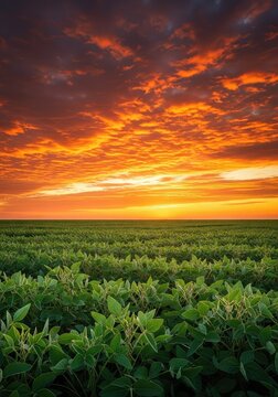 Lush green soybean fields stretch toward the horizon under a dramatic sunset sky filled with fiery clouds and golden light at twilight, light, cultivation, tranquility