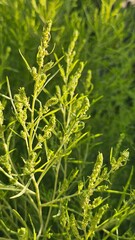 Obraz premium Close-up of vibrant green tarragon plant buds in bright natural sunlight.