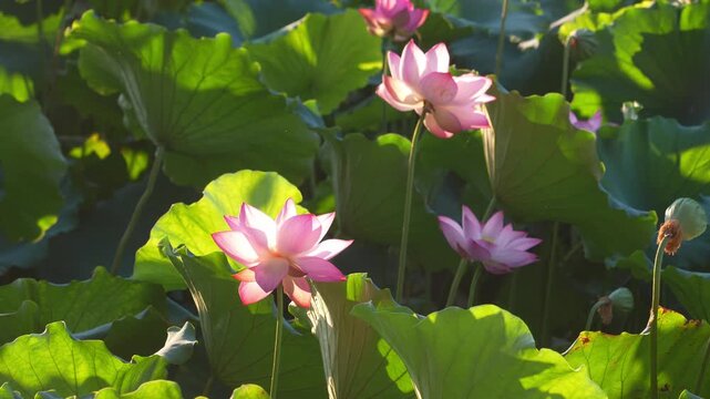 pink lotus flowers blooming in west lake hangzhou summer