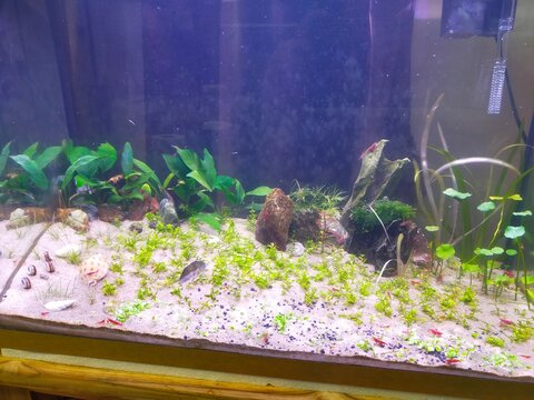 Aquascaping