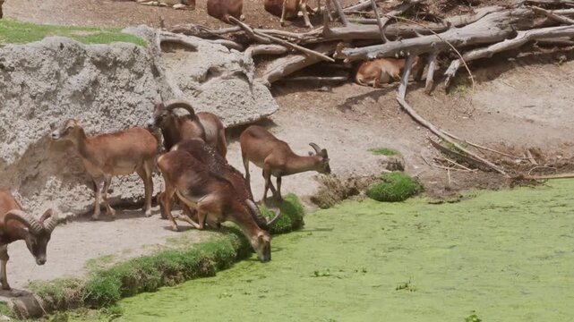 Group of wild mouflons drinking water near a rocky cliff