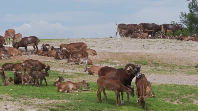 Herd of mouflons resting on a grassy hill during a sunny day