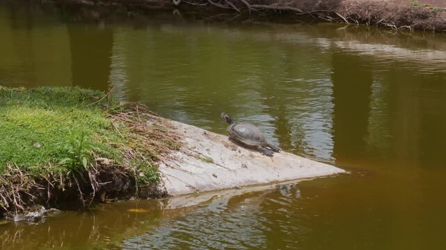 Red-eared slider turtle sunbathing on a concrete shoreline near a pond outdoor