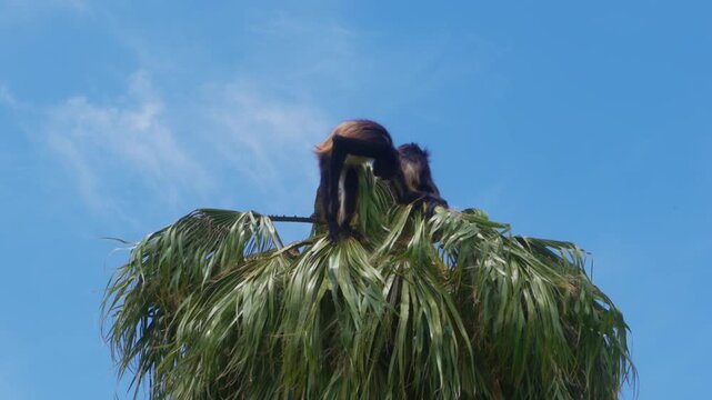 Spider monkeys sitting on top of palm trees in tropical forest