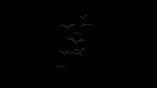 Animated 2D swarm of black flying bats crossing the screen with fluid asynchronous wing flapping and organic flight paths. Halloween bat silhouette motion graphic isolated on a transparent 