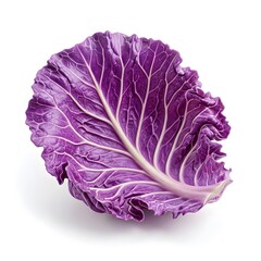 Obraz premium cabbage isolated on white background