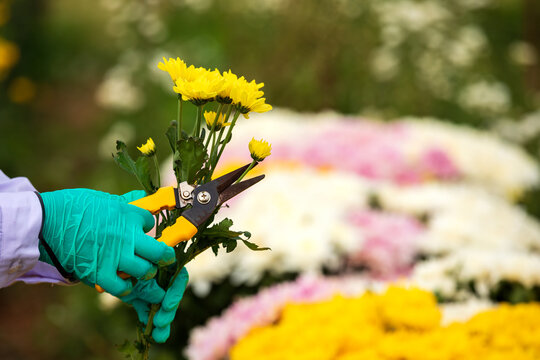Gloved horticulture worker pruning yellow chrysanthemum flowers with shears in nursery, performing plant trimming, gardening, cultivation, maintenance and agricultural care