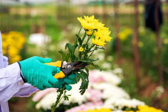 Gloved horticulture worker pruning yellow chrysanthemum flowers with shears in nursery, performing plant trimming, cultivation, gardening, maintenance and agricultural care